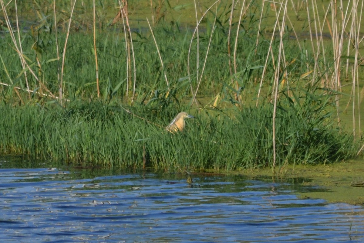 Squacco Heron - Paulo  Roncon