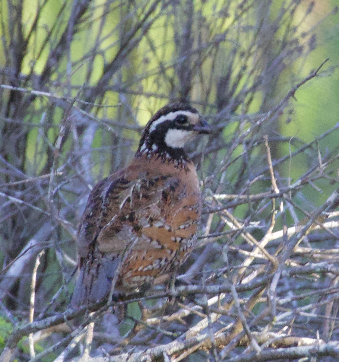 Northern Bobwhite - ML620885220