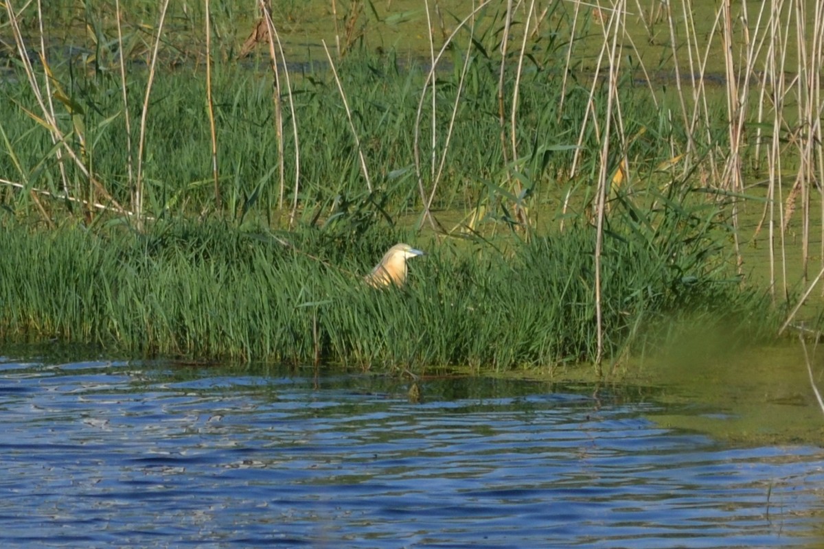 Squacco Heron - ML620885221