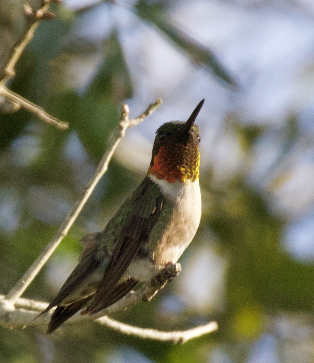 Ruby-throated Hummingbird - ML620885223