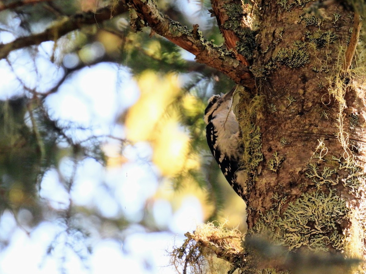 Hairy Woodpecker - ML620885227