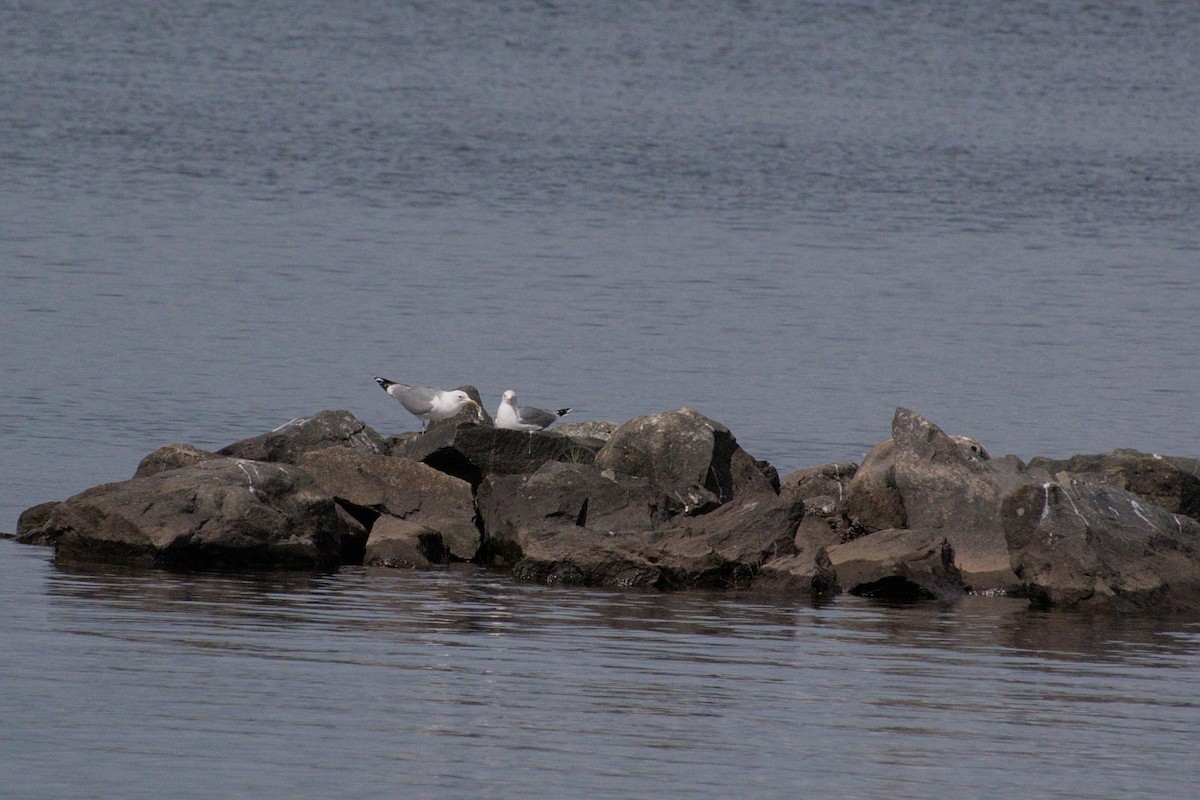 Common Gull - ML620885229