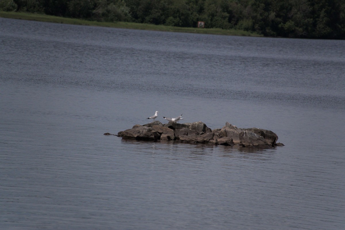 Common Gull - ML620885231