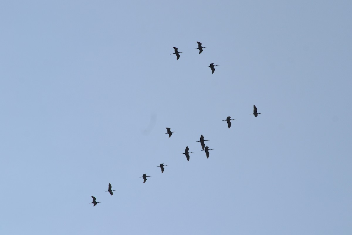 ibis hnědý - ML620885232