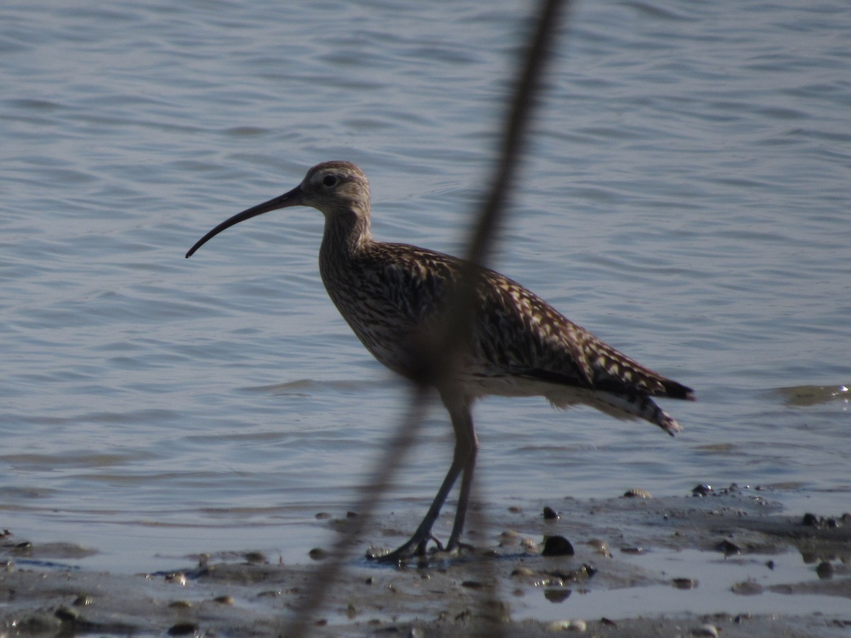 Whimbrel - ML620885236