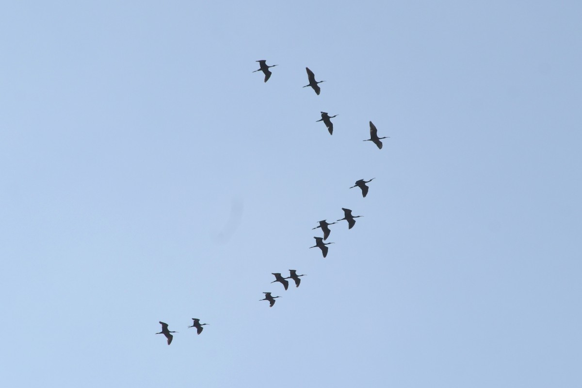 ibis hnědý - ML620885241