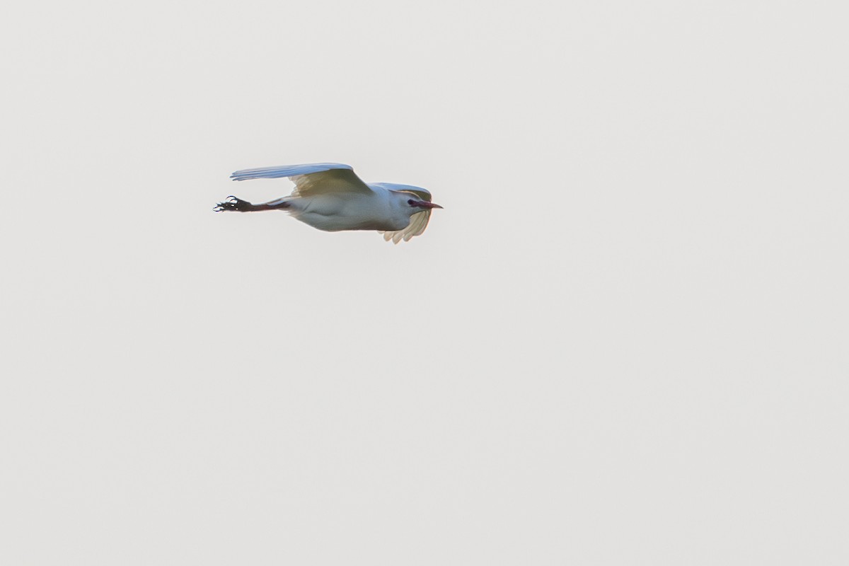 Чапля єгипетська (підвид ibis) - ML620885251