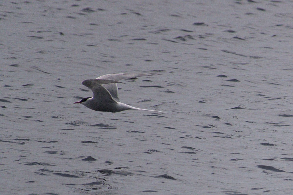 Arctic Tern - ML620885252