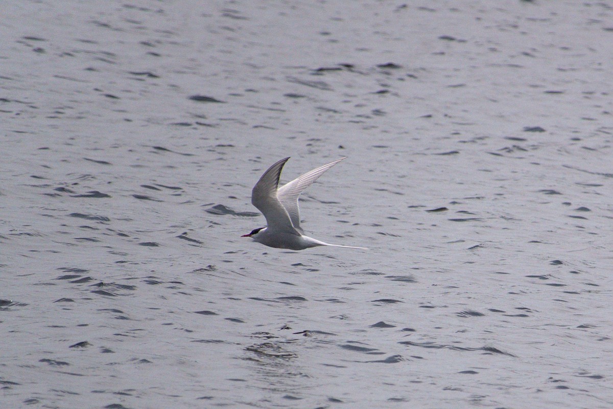 Arctic Tern - ML620885253