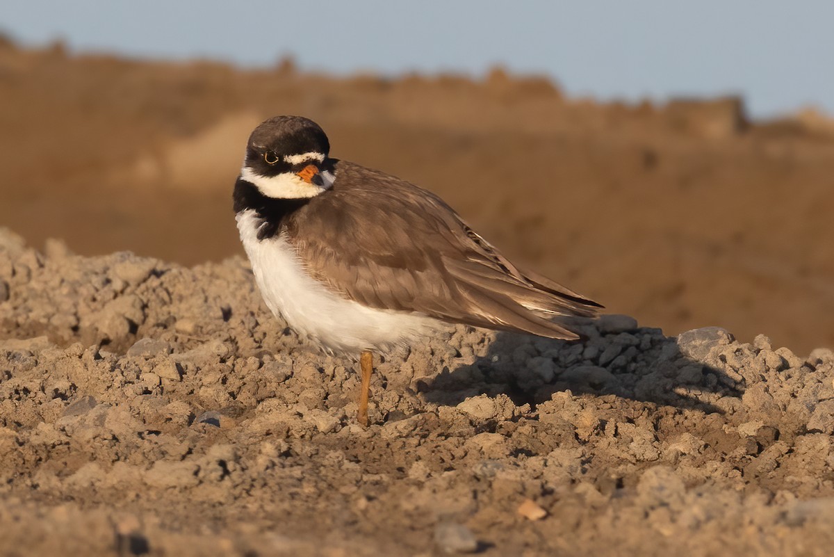 Semipalmated Plover - ML620885255