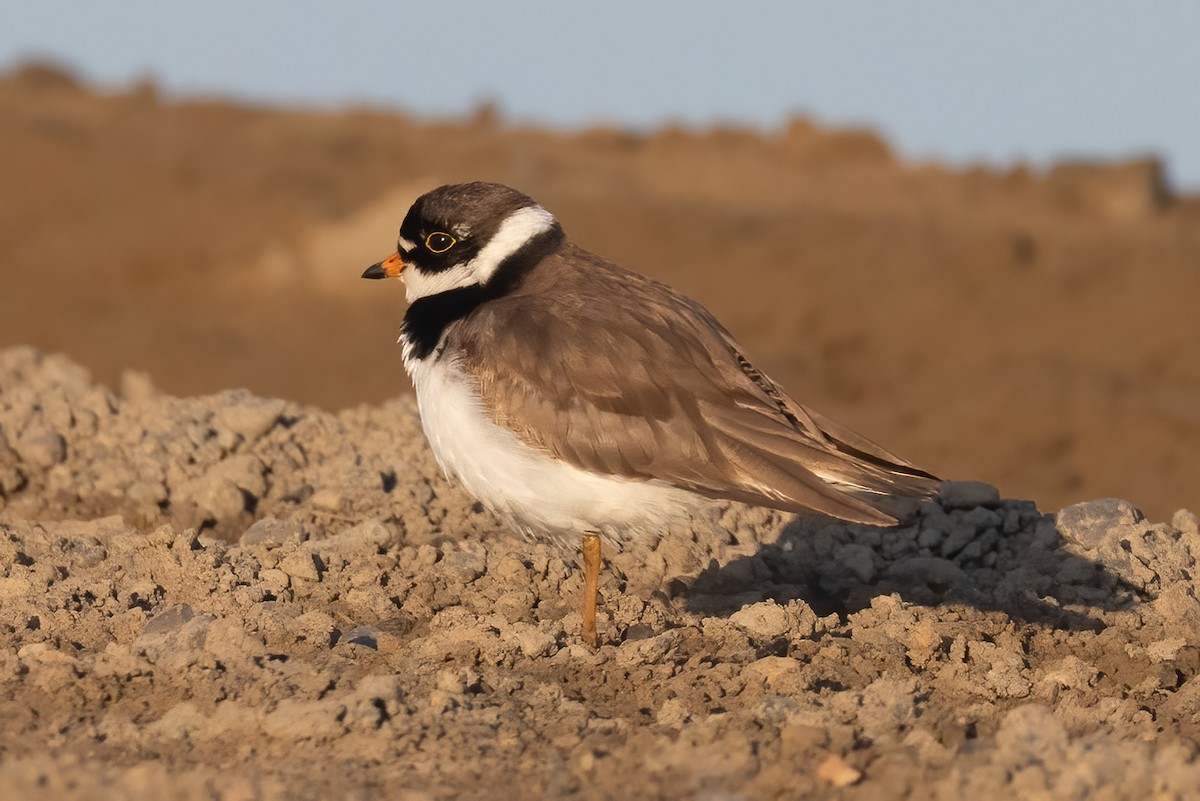 Semipalmated Plover - ML620885256