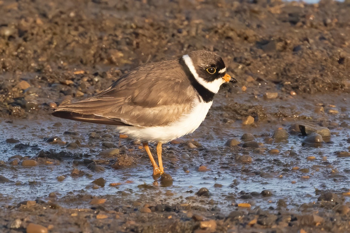 Semipalmated Plover - ML620885257