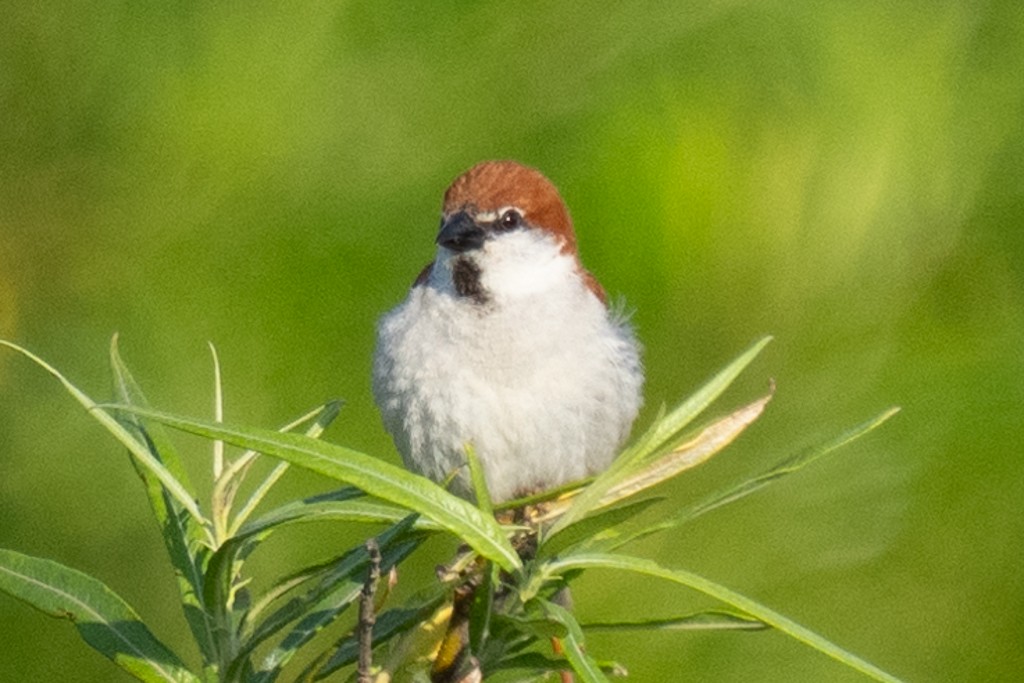 Russet Sparrow - MASATO TAKAHASHI