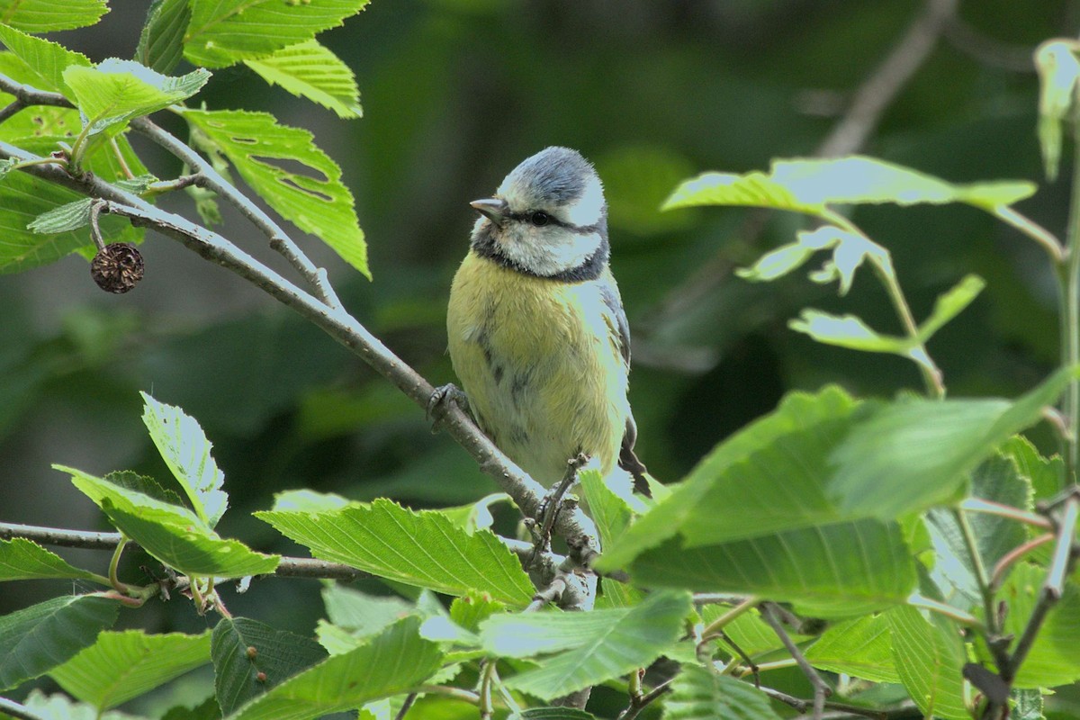 Eurasian Blue Tit - ML620885287