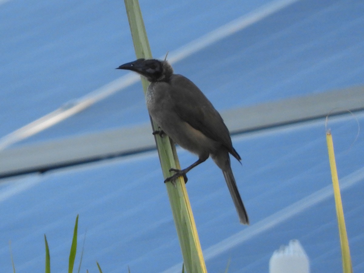 Helmeted Friarbird (Hornbill) - ML620885295