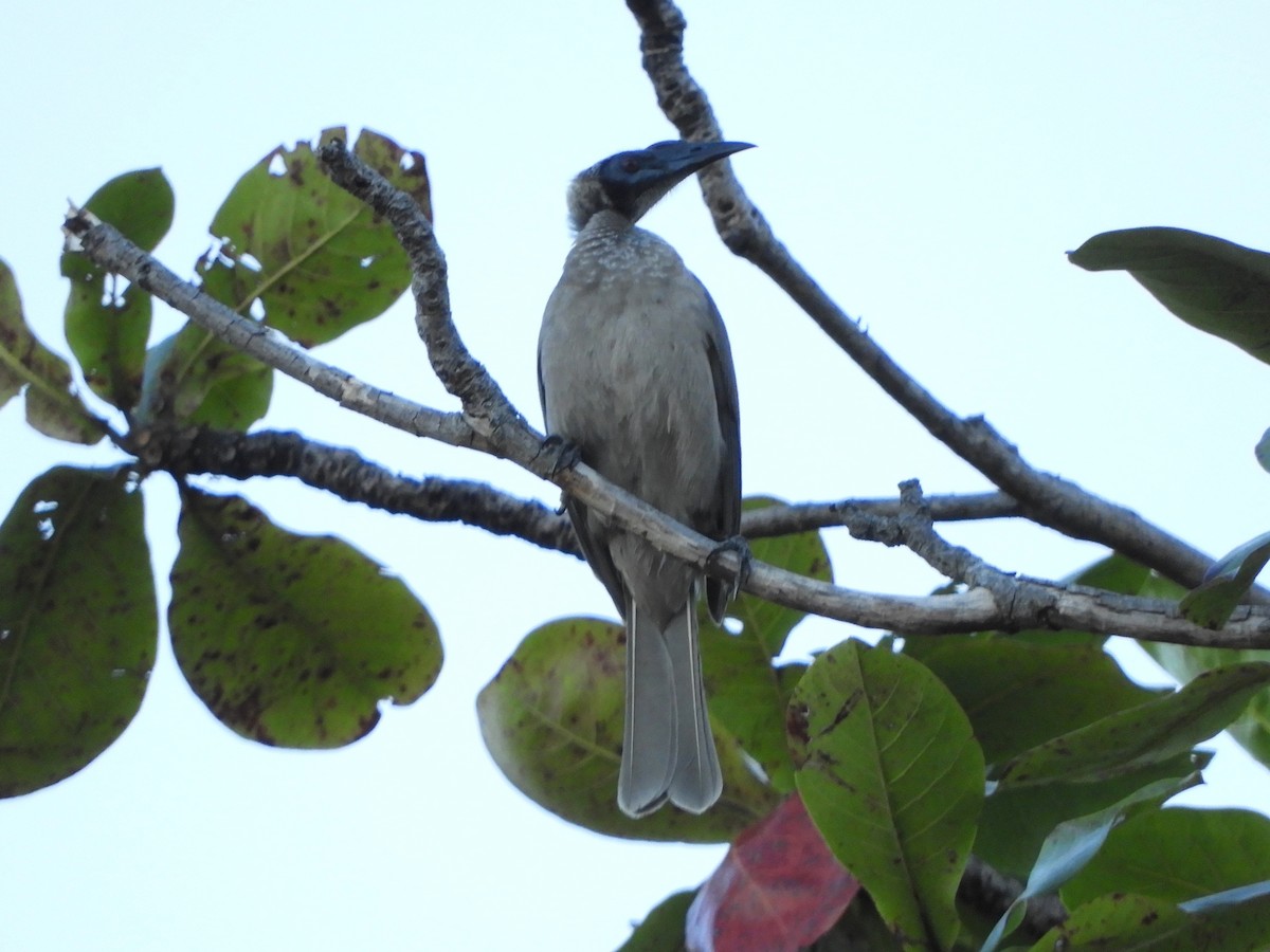 Helmeted Friarbird (Hornbill) - Natalee Bozzi