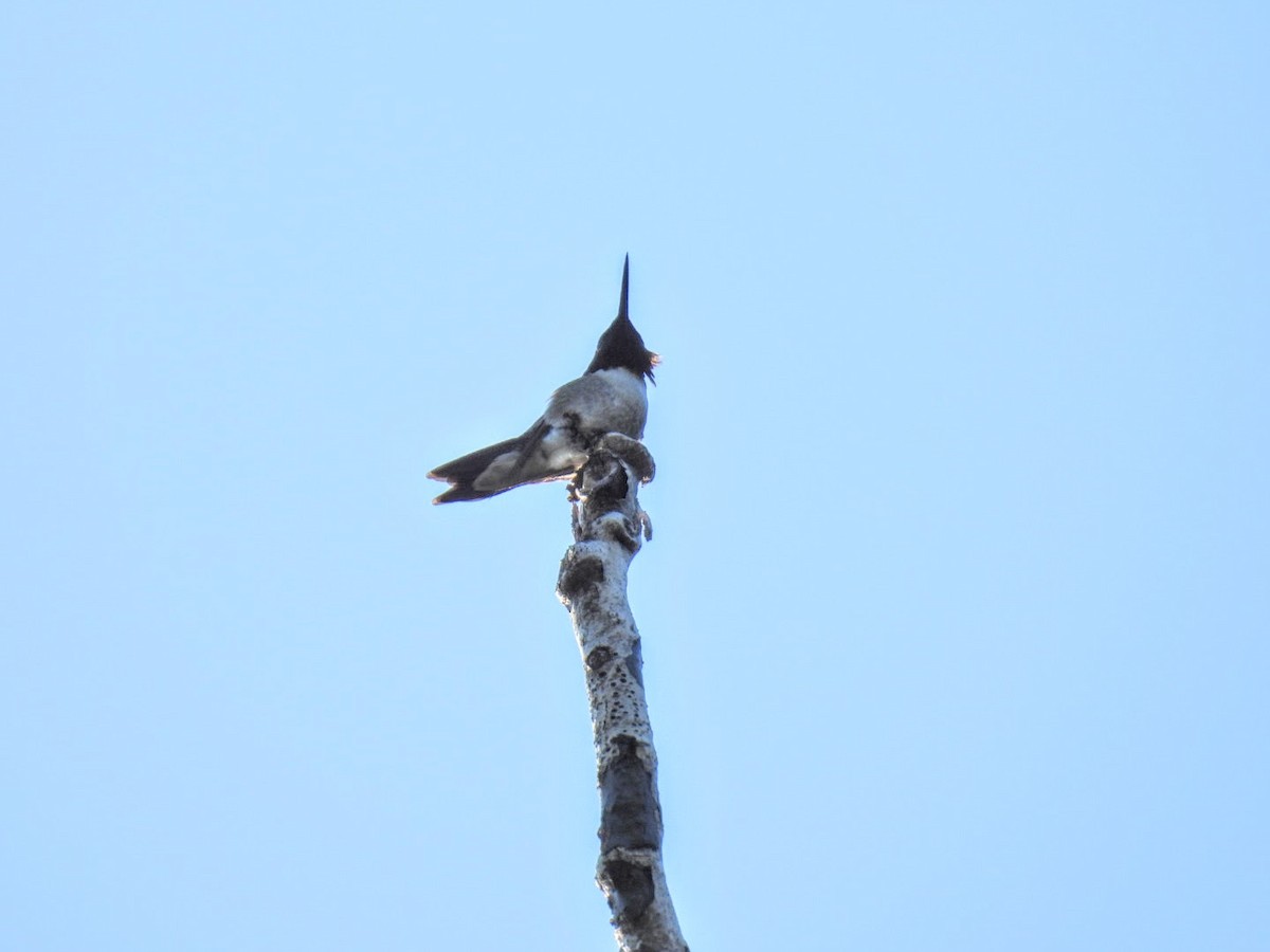 Ruby-throated Hummingbird - ML620885307