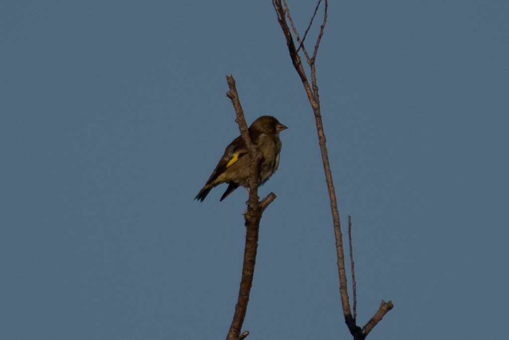 Oriental Greenfinch - ML620885308