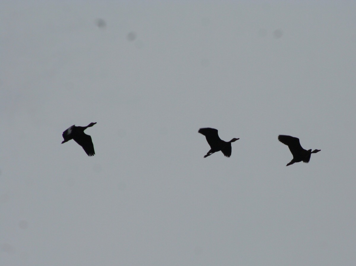 Black-bellied Whistling-Duck - ML62088531