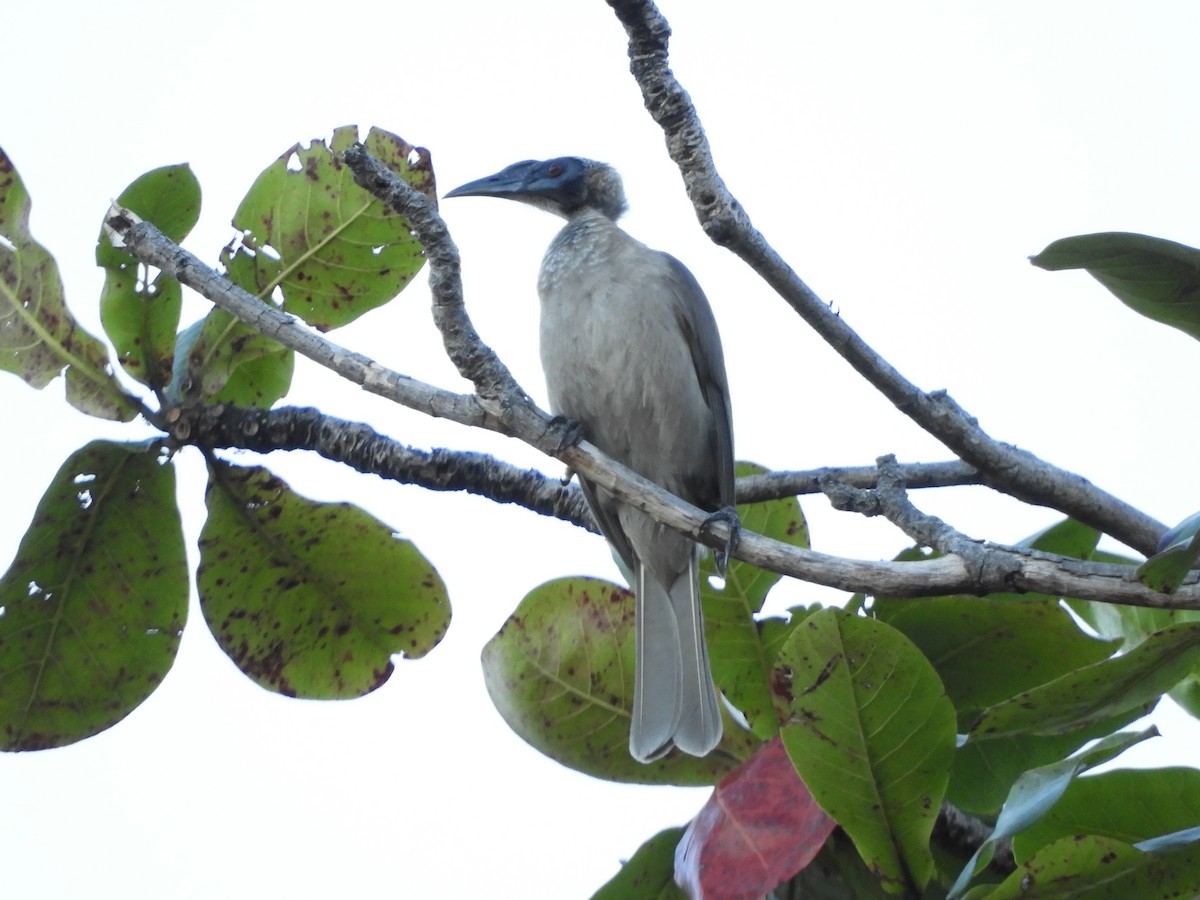 Helmeted Friarbird (Hornbill) - ML620885311