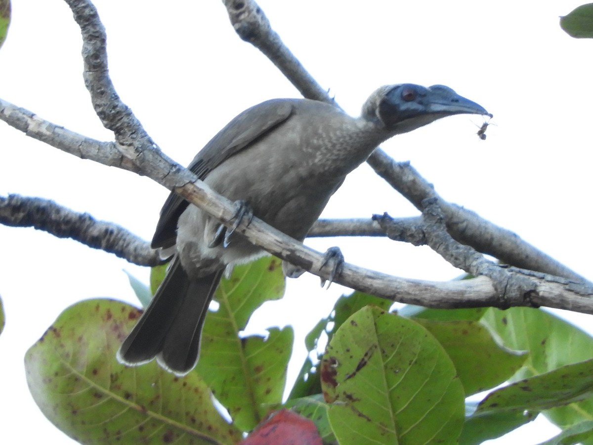 Helmeted Friarbird (Hornbill) - ML620885314