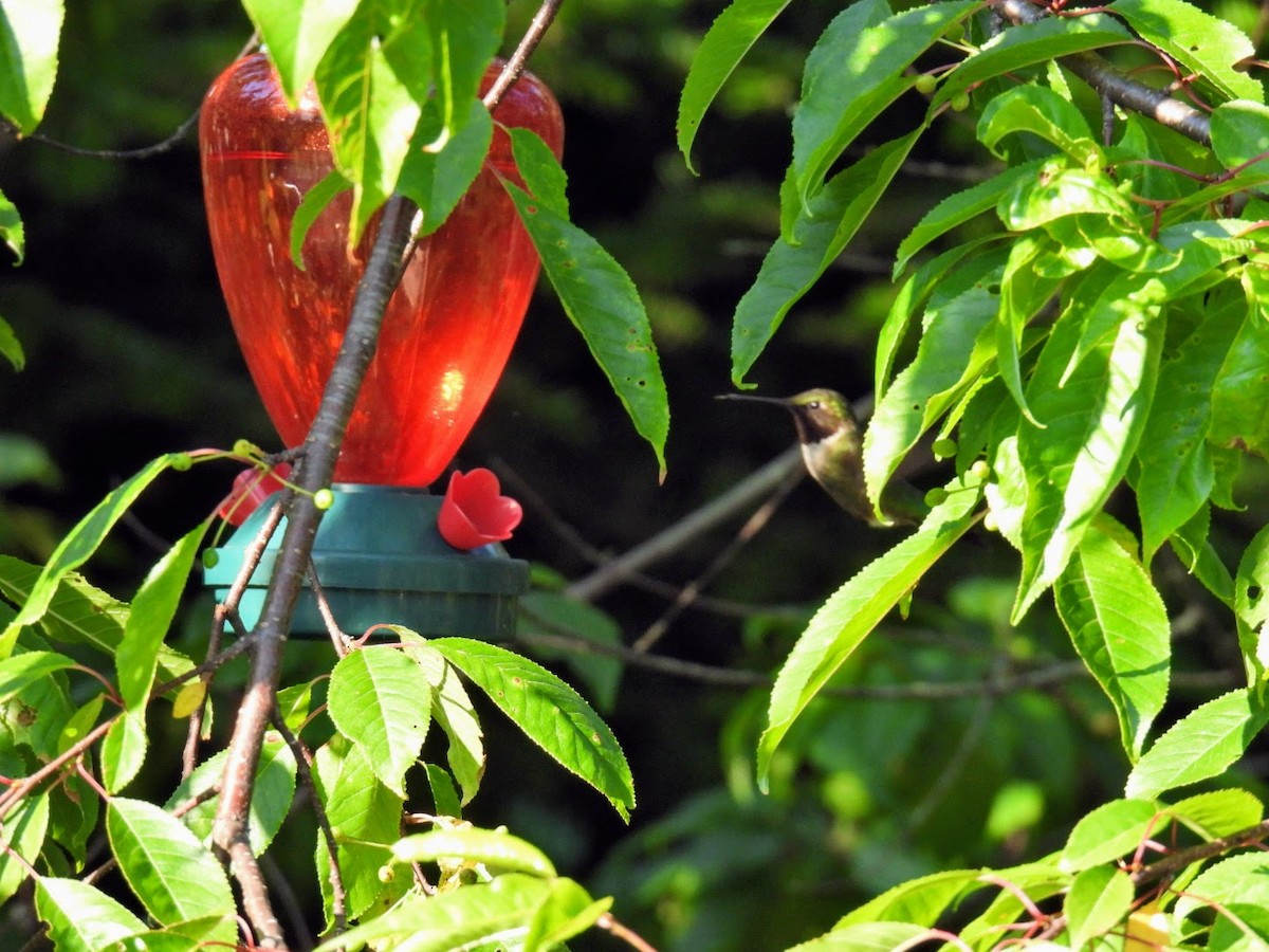 Ruby-throated Hummingbird - ML620885315