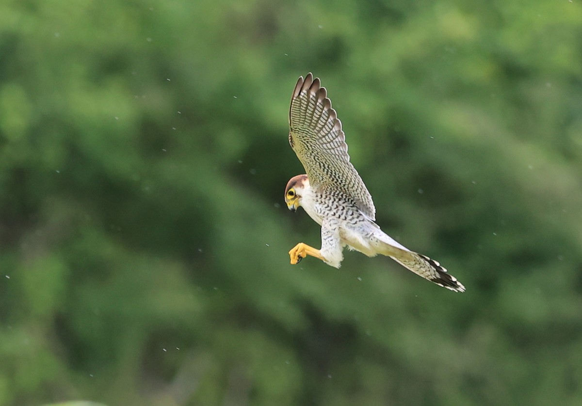 Red-necked Falcon - ML620885322