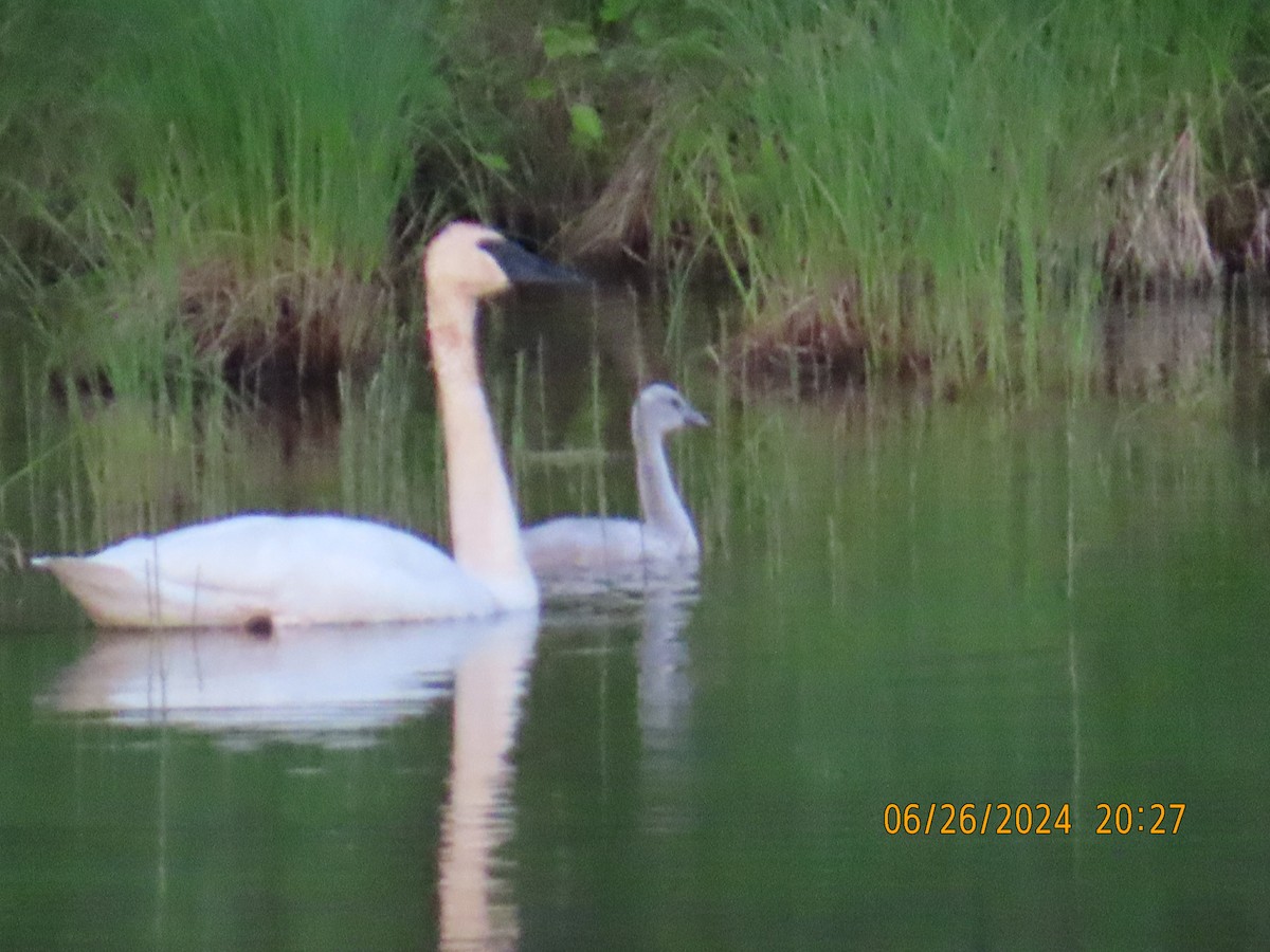 Trumpeter Swan - ML620885324