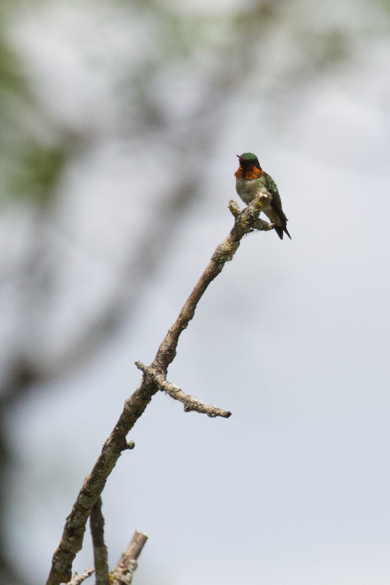 Ruby-throated Hummingbird - ML620885349