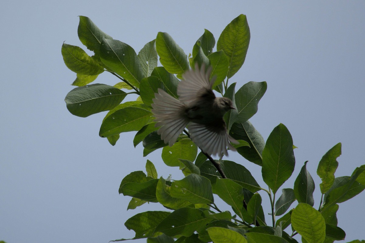 Willow Warbler - Usha Viswanathan