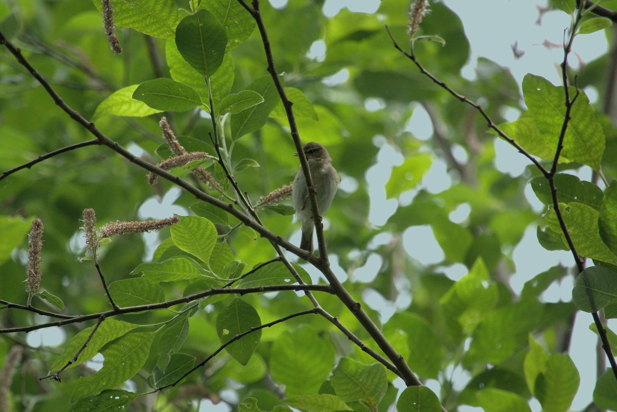 Willow Warbler - Usha Viswanathan