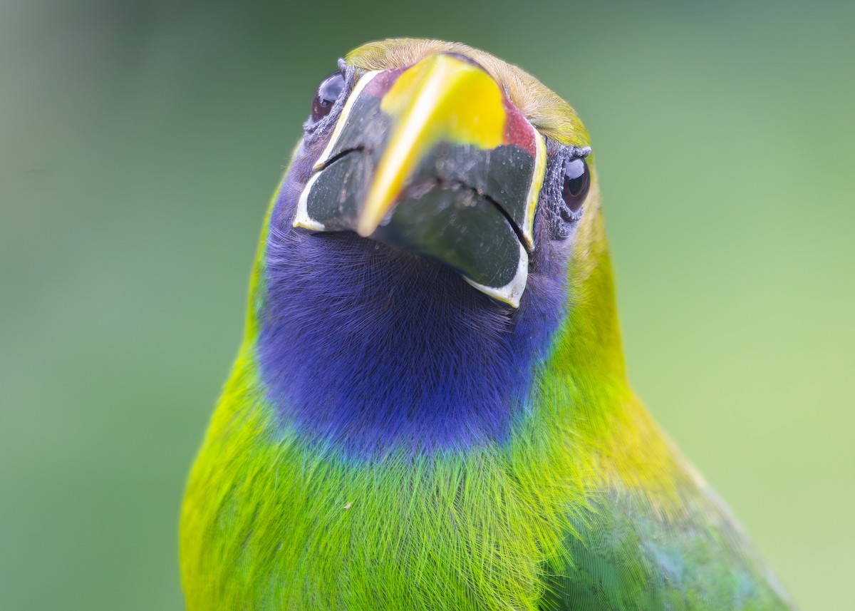 Northern Emerald-Toucanet - ML620885357