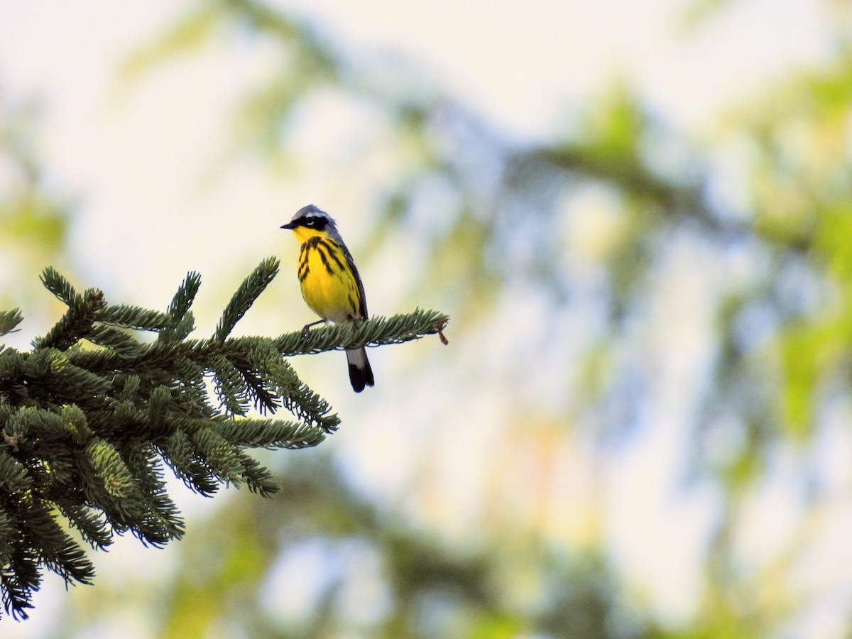 Magnolia Warbler - ML620885366