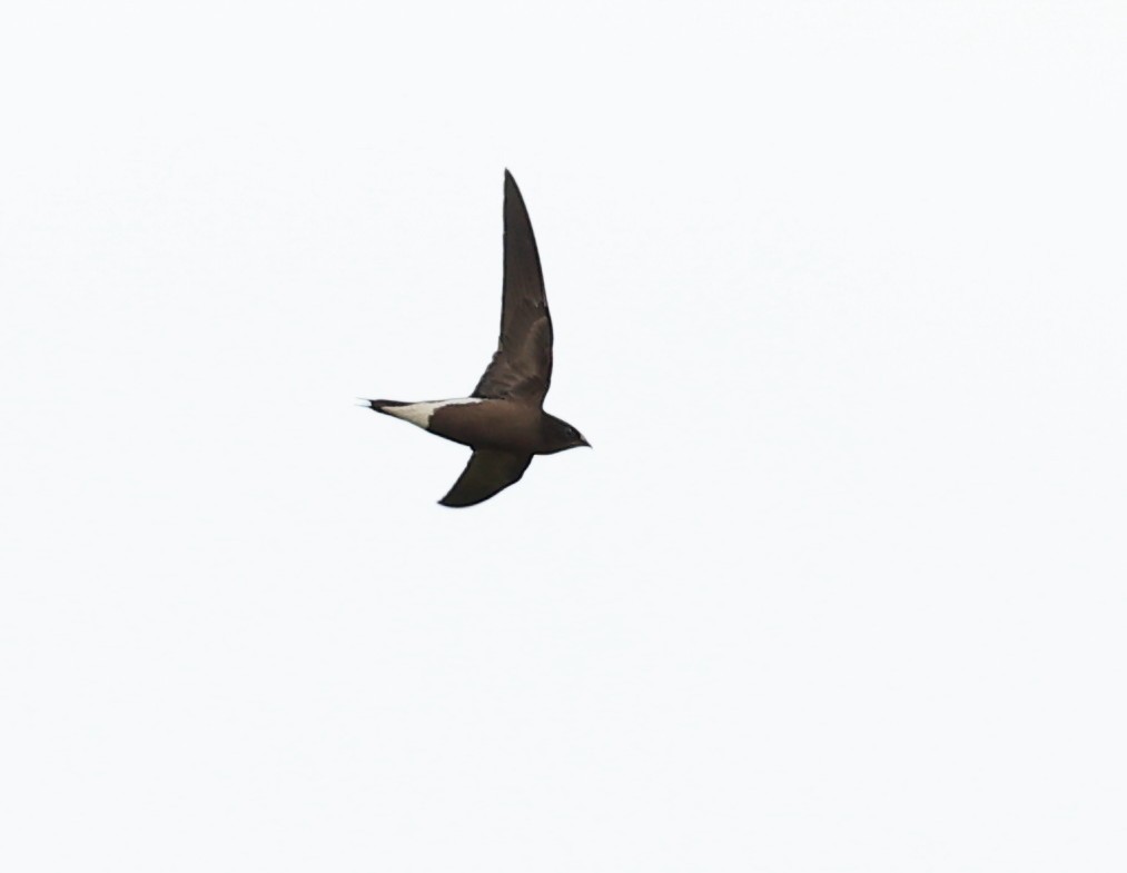 Brown-backed Needletail - ML620885373