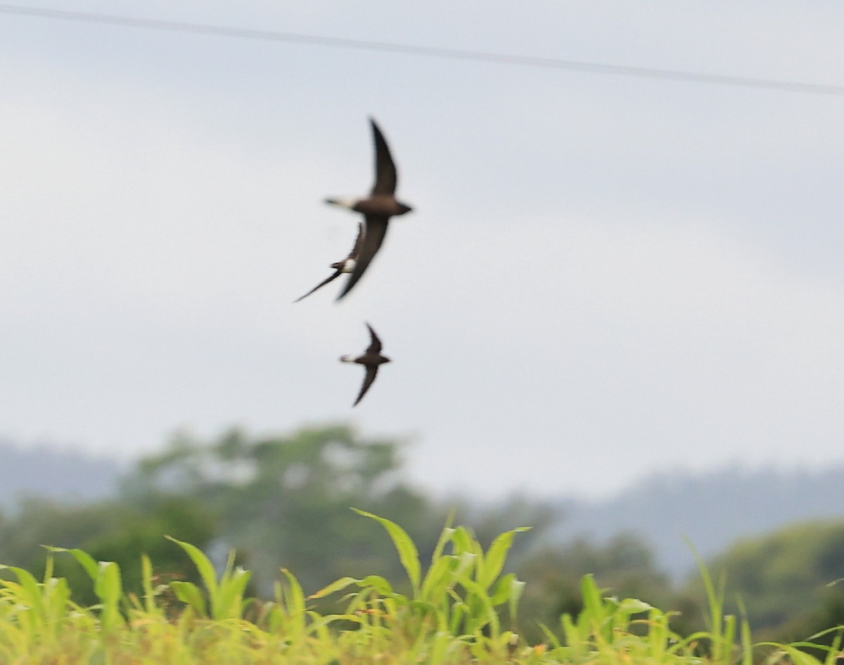 Brown-backed Needletail - ML620885374