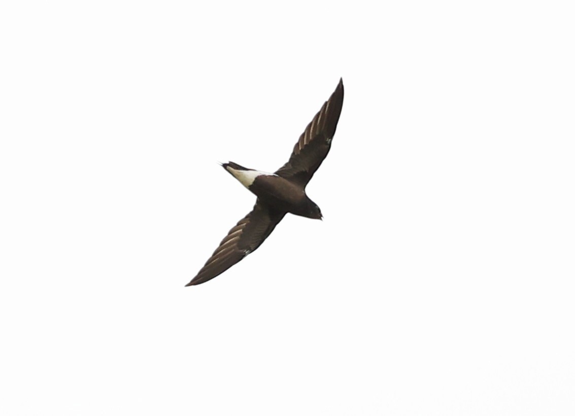 Brown-backed Needletail - ML620885377