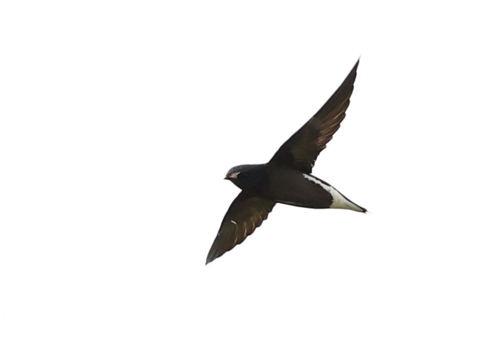 Brown-backed Needletail - ML620885378