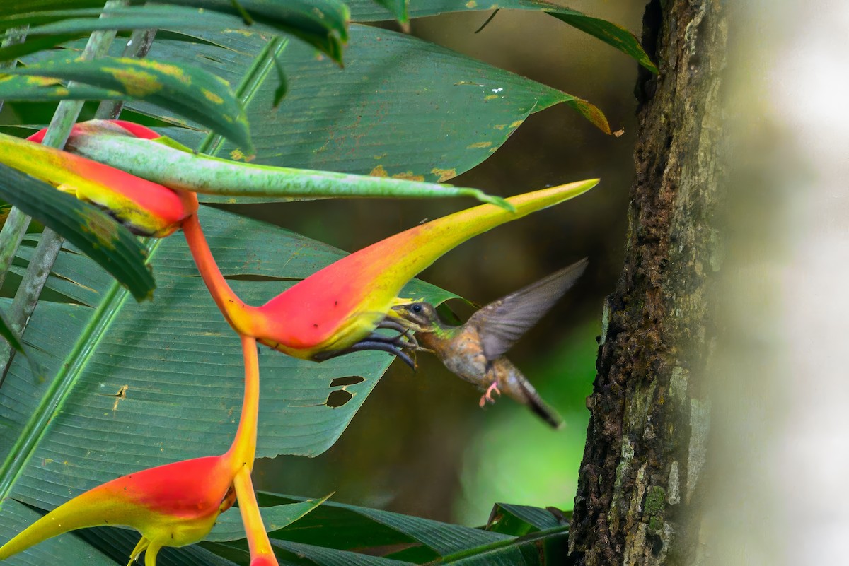Краснохвостый колибри-отшельник - ML620885384