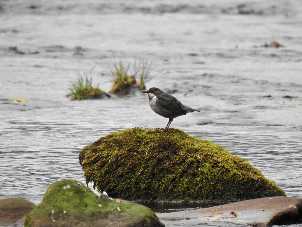 White-throated Dipper - ML620885387