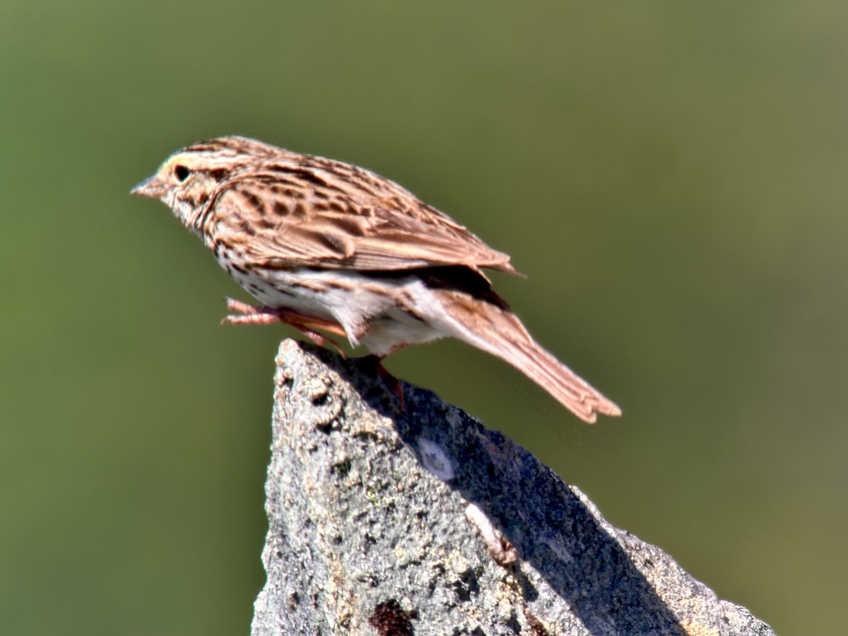 Savannah Sparrow - ML620885389
