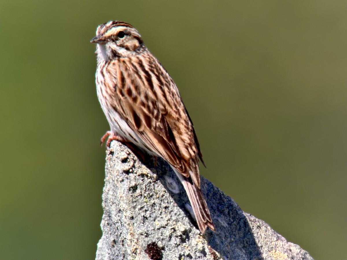 Savannah Sparrow - ML620885390