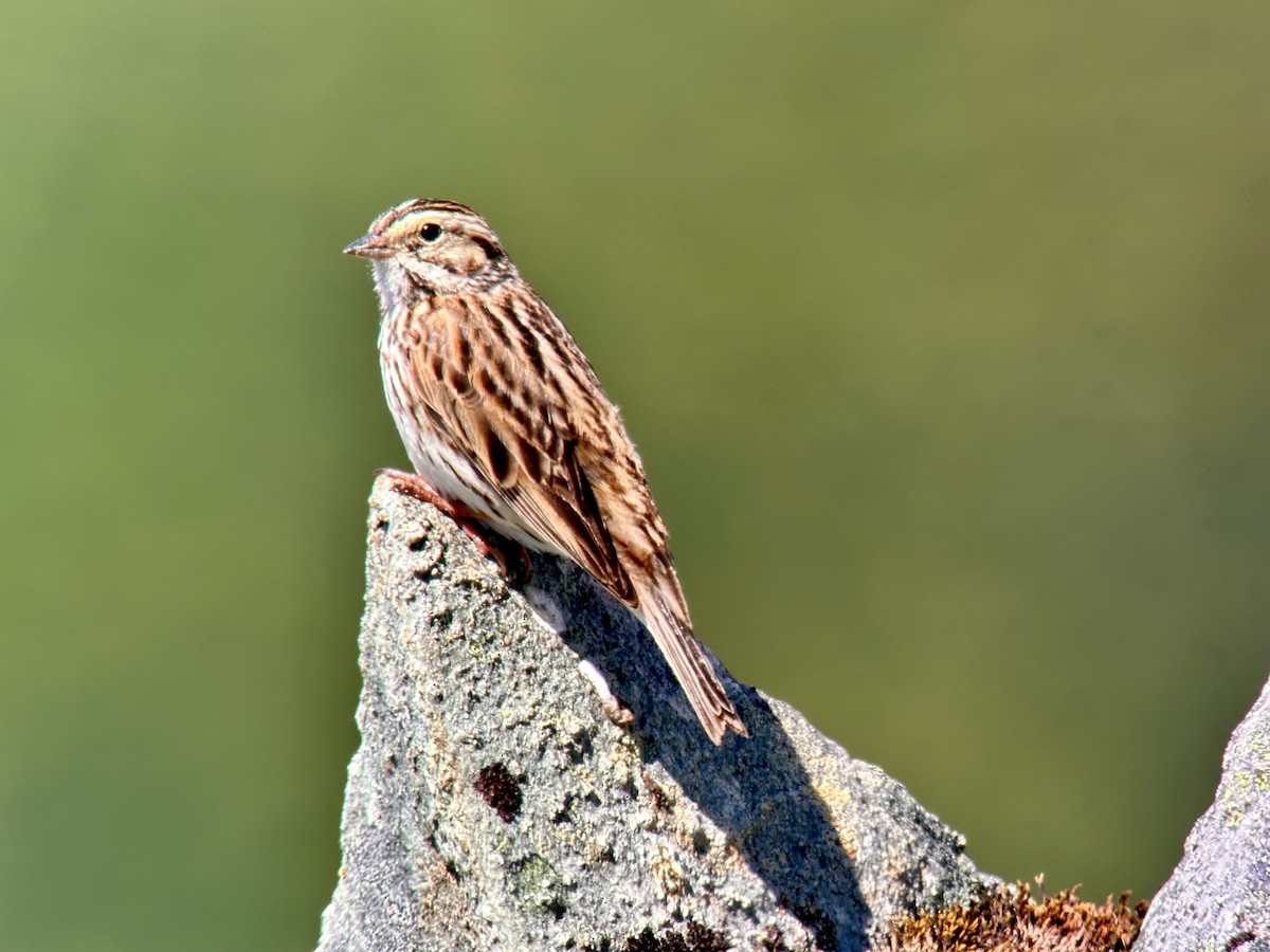 Savannah Sparrow - ML620885391