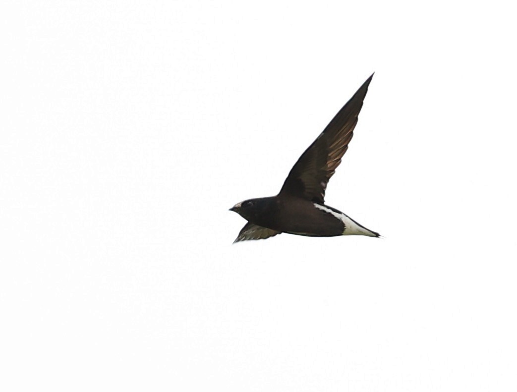 Brown-backed Needletail - ML620885395