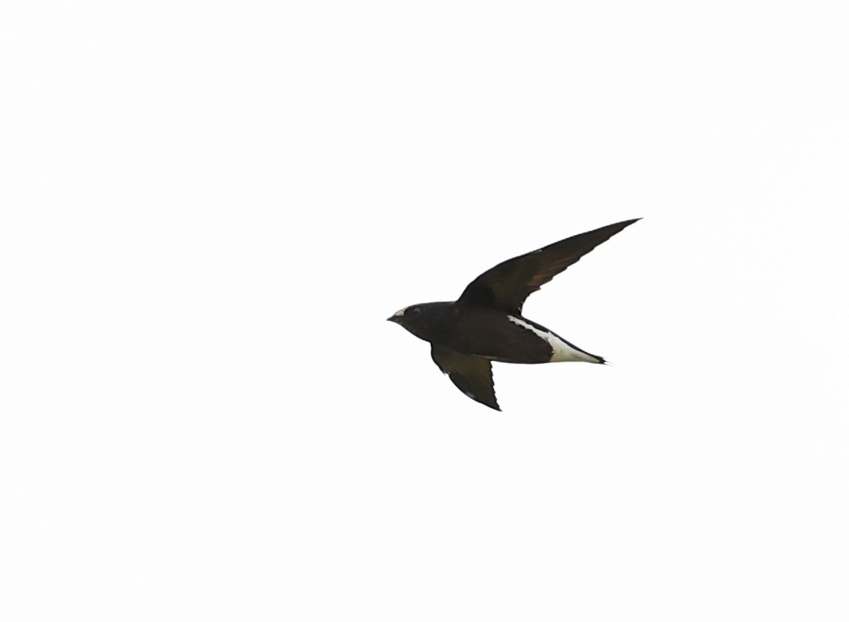 Brown-backed Needletail - ML620885396