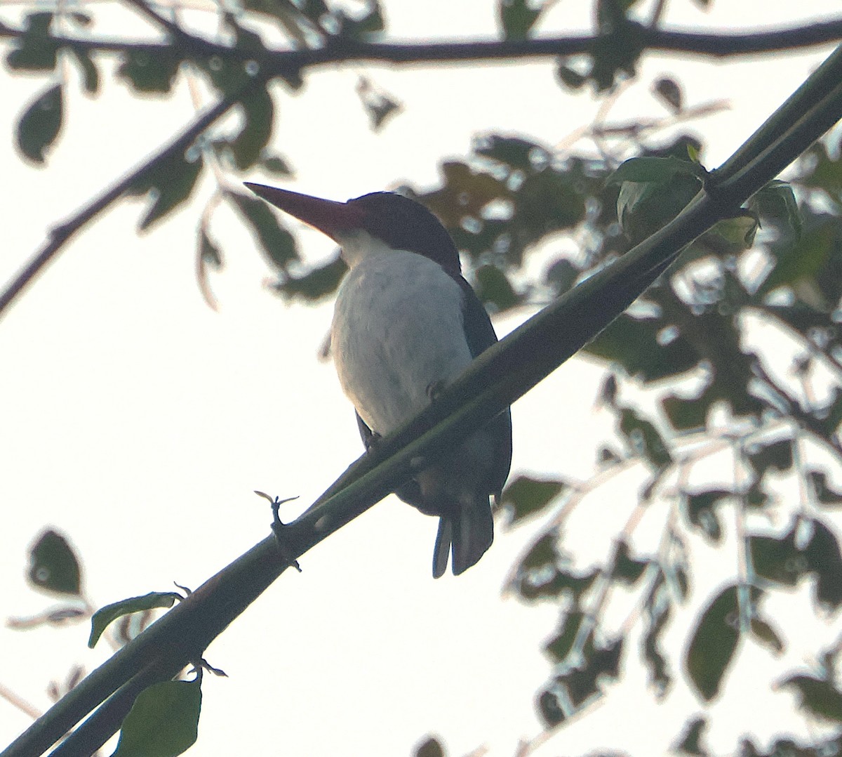 Chocolate-backed Kingfisher - ML620885400