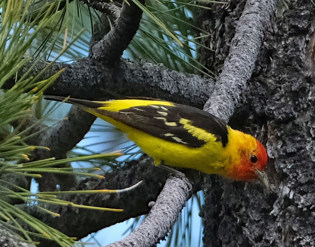 Western Tanager - ML620885401