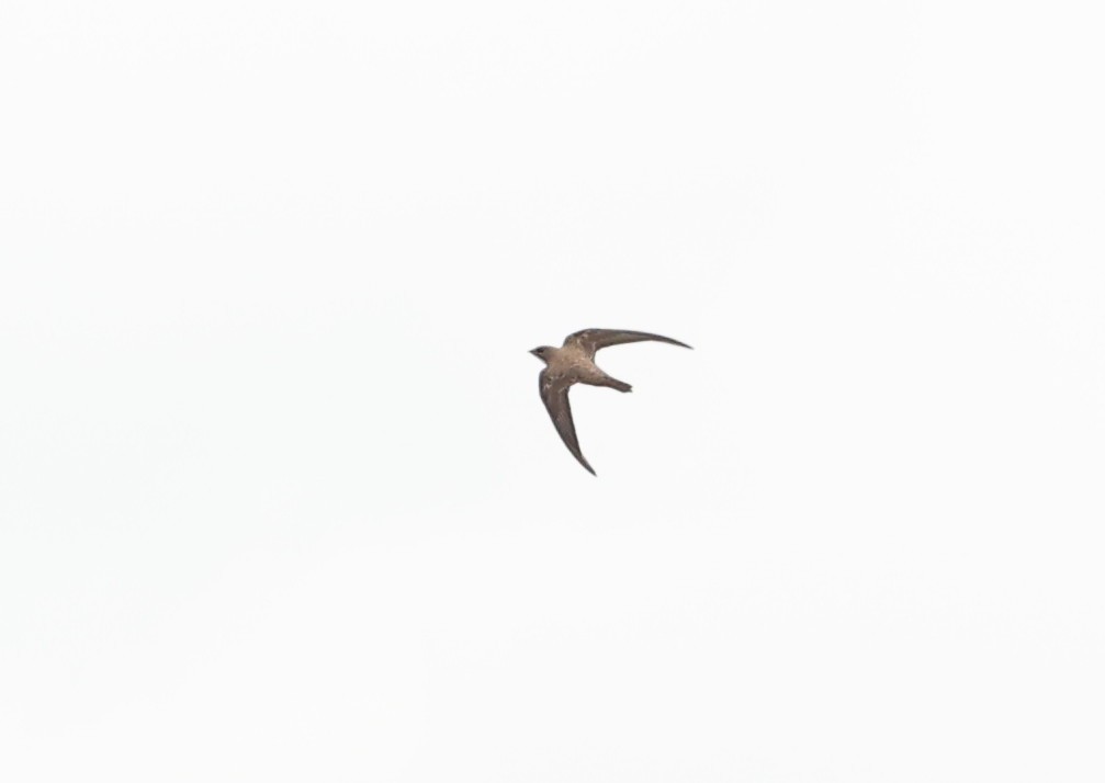 Alpine Swift - ML620885404