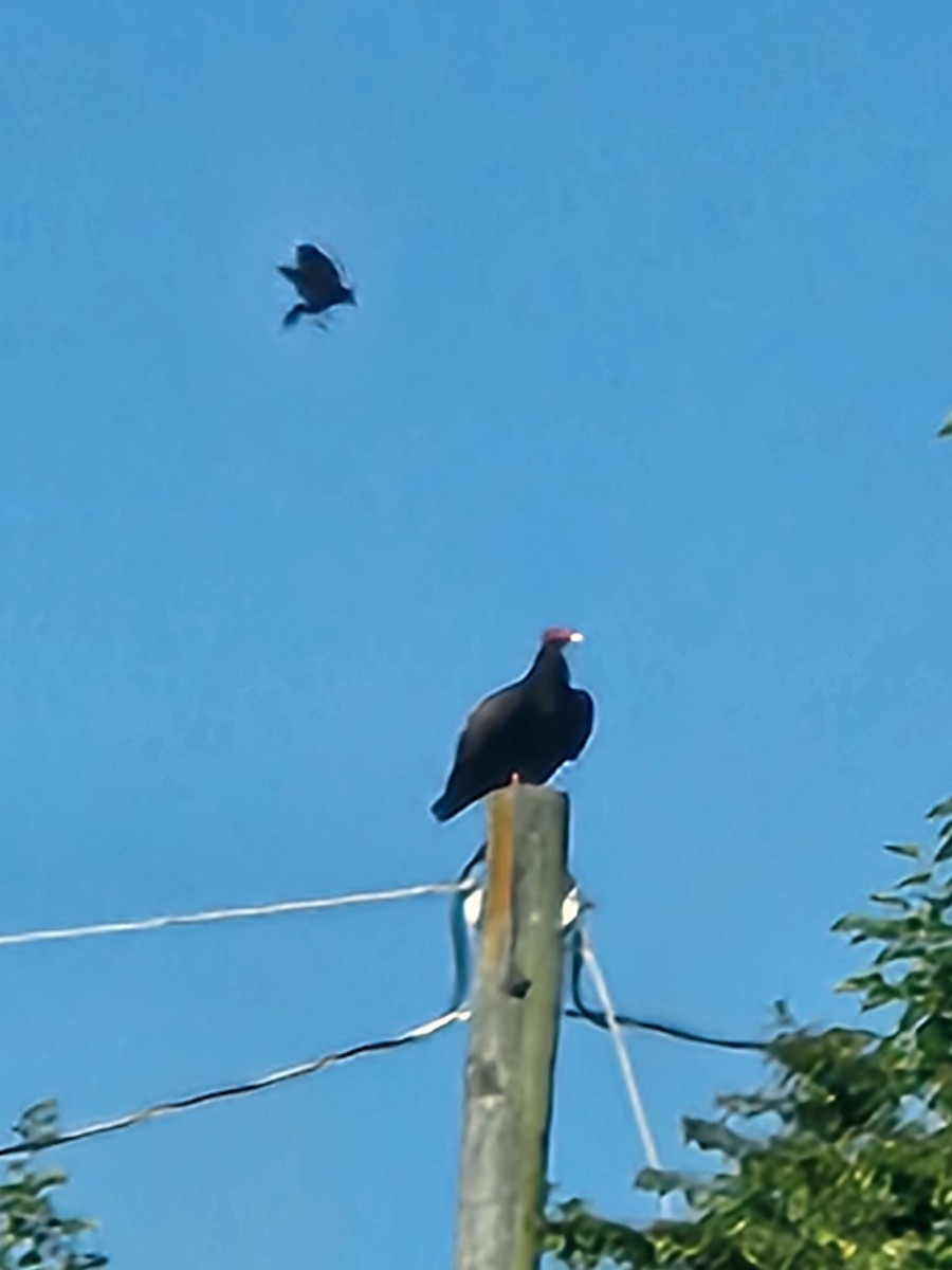 Red-winged Blackbird - ML620885419