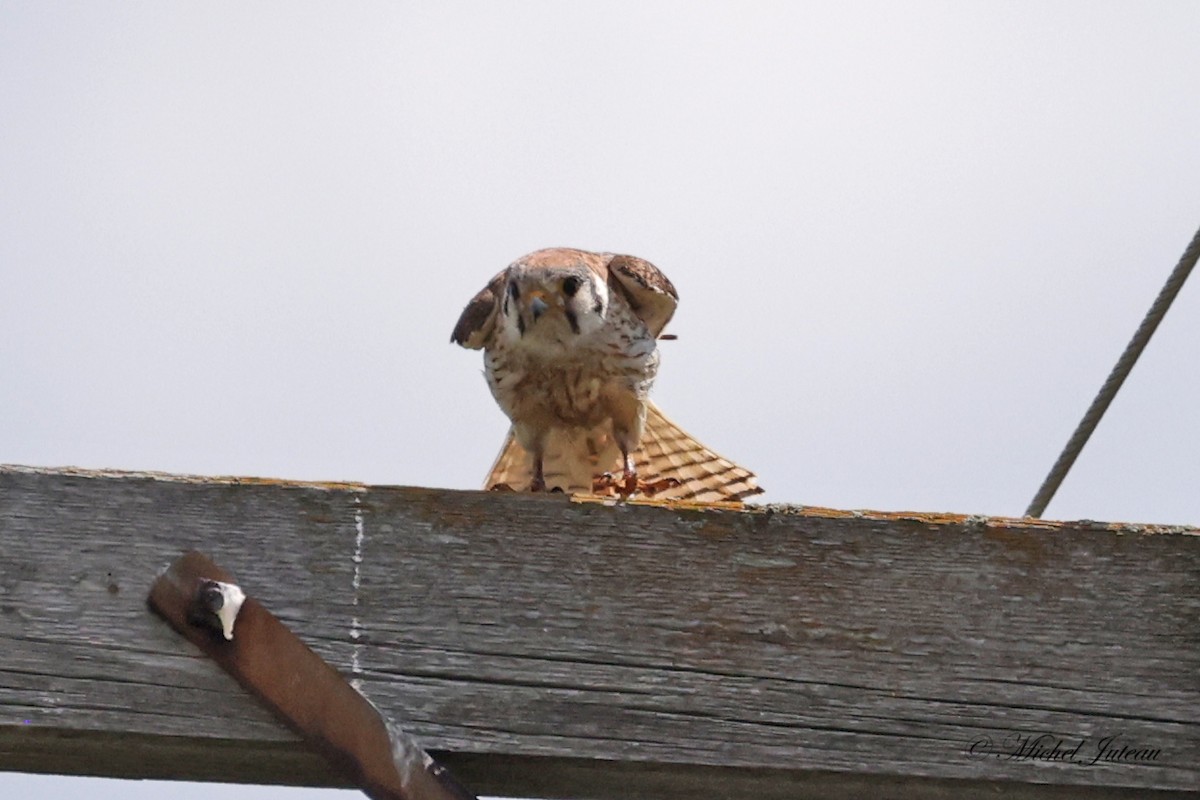 American Kestrel - ML620885425