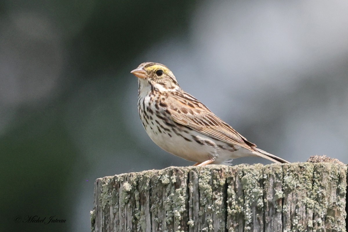 Savannah Sparrow - ML620885430